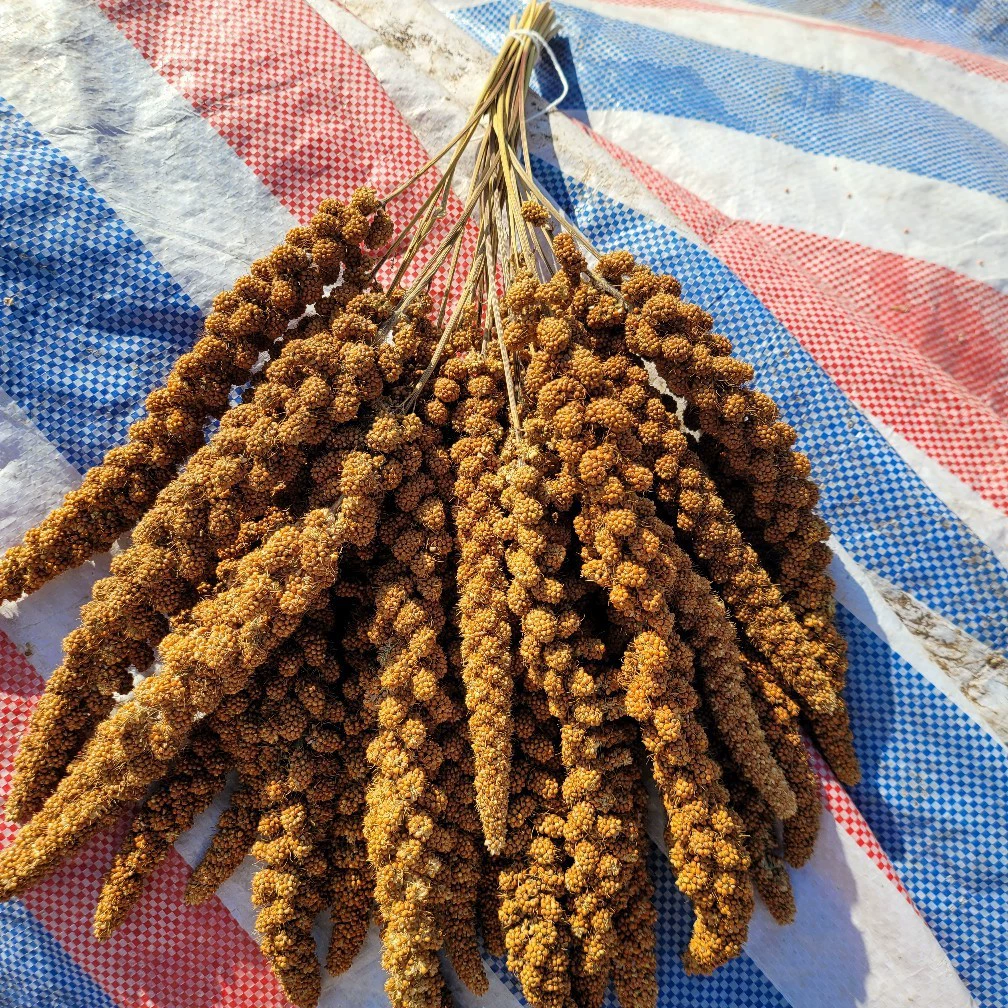 Спайк Красной долины