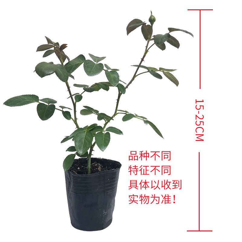 O1CN01EkFagv1n6MuQWFYbv_!!2212