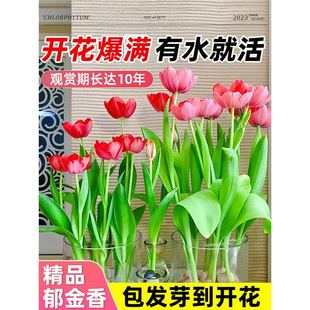 Imported Tulip Bulbs with Buds, Hydroponic Flower Plants, Indoor Flowers, Five-Degree Large Balls, Narcissus, Hyacinth, Cold-Resistant