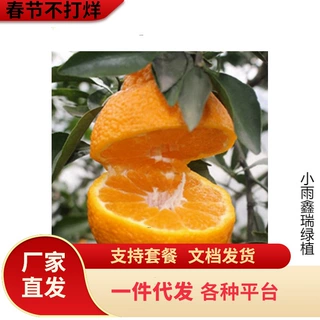 沙糖桔树苗地栽盆栽南方北方种植橘子树苗柑桔果树果苗嫁接砂糖橘