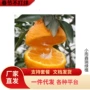 南方北方嫁接地栽果苗