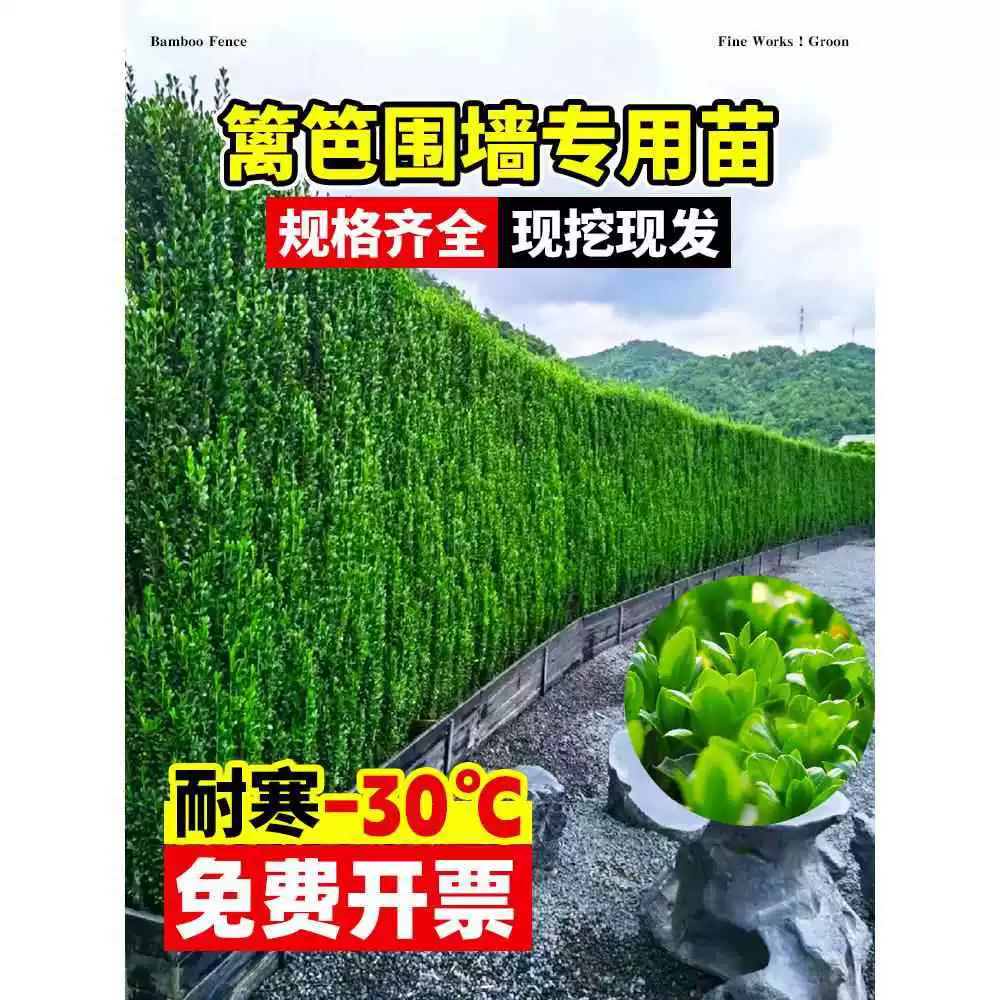 Саженцы холли, самшит Хоккайдо, французский вертикальный забор, растения для ограждения двора, вечнозеленые морозостойкие саженцы в любое время года.