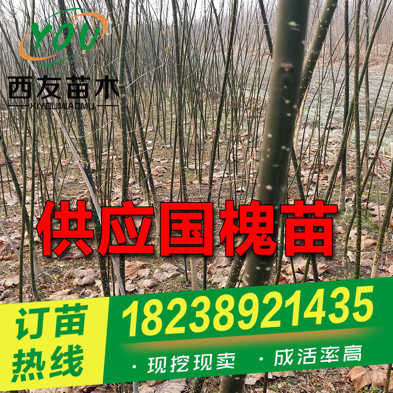 国槐苗批发 河南国槐树苗价格 老式国槐苗供应 速生国槐苗出售
