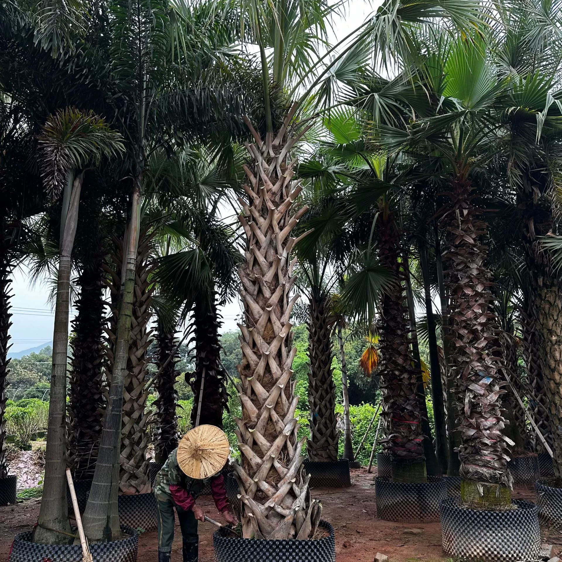 Оптовая цена на пальму «Драконья чешуя» из Фуцзяня, цена на пальму «Драконья чешуя» из Чжэцзяна, цена на пальму «Драконья чешуя» из Цзянси, предложение по цене на пальму «Драконья чешуя»