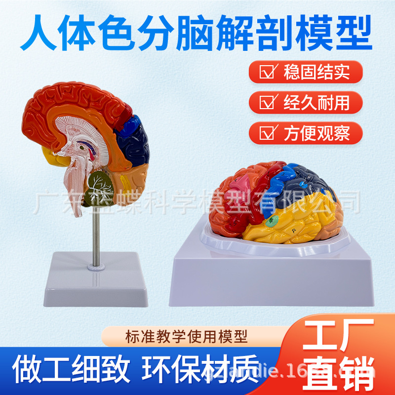 ��ѧ������ģ���Է������ܷ�����Ƥ�ʱ걾��ɫ��ģ�ʹ���Ƥ��̾�