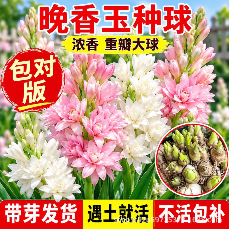 Tuberose bulbs, double-flowered with flower buds, fragrant, large-flowered, suitable for outdoor cultivation in northern regions, easy to grow year-round, ideal for gardens and potted plants