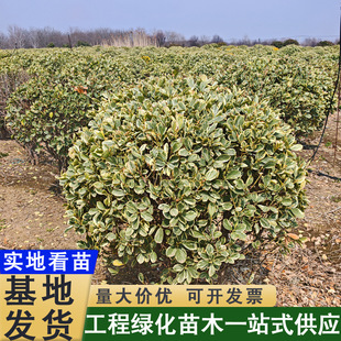 ��߅�S��С��/���ͺ��ͺ��G�hɫ�K����ͥԺ�G���������S��G�h