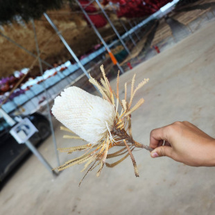 �����ľ���ɻ�����ľ�������Ȼֲ�������b廨�����~�}�L��