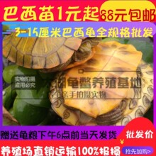 大小全规格外塘炫彩深水巴西龟彩龟放生宠物龟苗子观赏乌龟批发