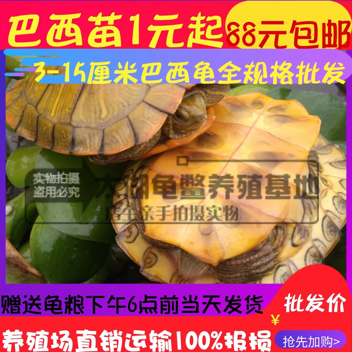 大小全规格外塘炫彩深水巴西龟彩龟放生宠物龟苗子观赏乌龟批发