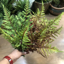 秋色波斯草绿植把束厥草塑料排骨草 肾蕨植物样板间装饰