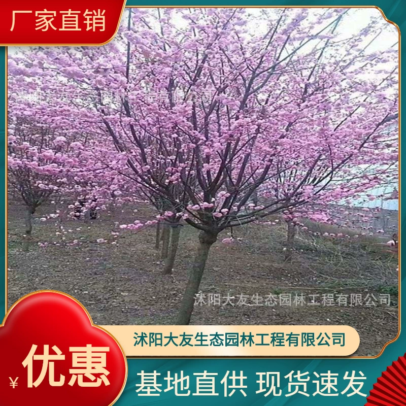 Базовые оптом собственного производства саженцы сливы вяза Живописный пейзаж дорога сад инженерные Зеленые саженцы