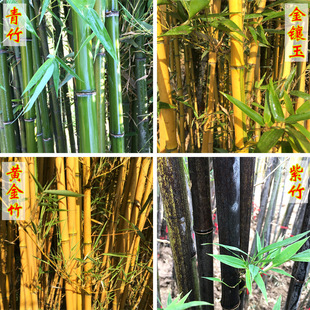 Nursery Bamboo Seedlings, Moso Bamboo, Purple Bamboo, Golden Bamboo, Green Bamboo Seedlings, Luohan Bamboo Courtyard, Evergreen and Cold-Resistant Plant Pots for All Seasons