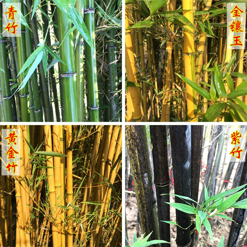 Питомник Бамбуковая рассада Phyllostachys pubescens Фиолетовый Бамбук Золото Бамбук Зеленый Бамбуковая рассада Luohan Бамбуковый двор Четыре сезона Вечнозеленое холодоустойчивое растение Горшечное растение