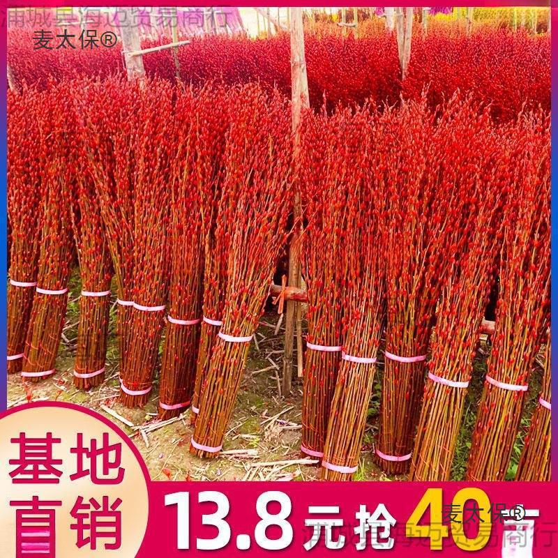 银柳真花鲜枝新年宵花卉盆栽红色干花福桶室内花绿植物雪柳垒德株