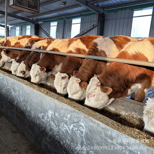 �����T������ţ���Bֳ�����SţСţ����-��ľٝ�Nţһ�^ţ�̃r��