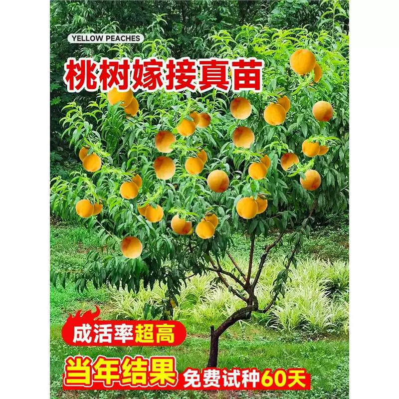 Отборные привитые крупные саженцы желтого персика посажены в дворах на севере и юге и легко выращиваются в любое время года. Холодостойкие плодовые саженцы дают урожай в том же году.