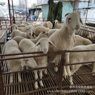 3-4���gСβ�������,����Сβ����N����,���д�ĸ��