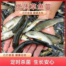 观赏鱼水族活体小金鱼活鱼红草金锦鲤锦鲫摆摊捞钓套圈冷水鱼批发
