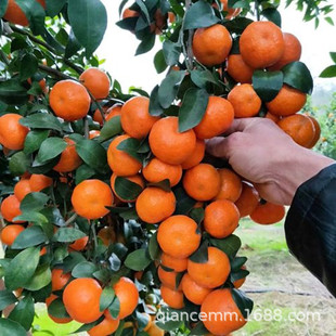 Оптовая гранулированная сахар, апельсиновые хрустящие саженцы Кумона, посадка на балкон -двор четыре сезона сажает на север -южные фруктовые саженцы