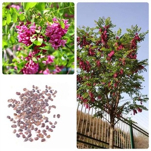 ��ľ�N�Ӽt�����N�Ӽt���̻��N���㻨����N���ļ�ͥԺ�G���N�у�