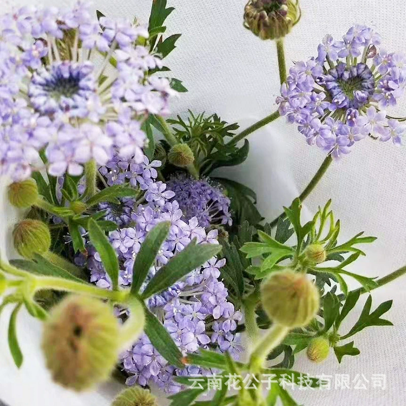 Оптовая продажа свежесрезанных цветов из Юньнани, Куньмин, Цуй Чжу, сухоцветы, прямая доставка, букеты, романтические розы