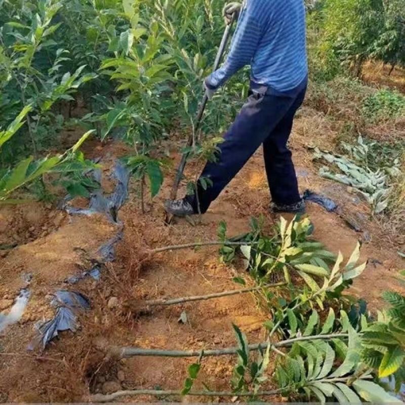 板栗苗树苗嫁接大红袍板栗苗特大栗子树苗北方地栽果树苗南方种植