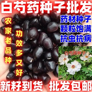 Radix Paeoniae Alba Seed Material Peony Seeds Planting in Four Seasons Easy to Plant Radix Paeoniae Alba Seeds