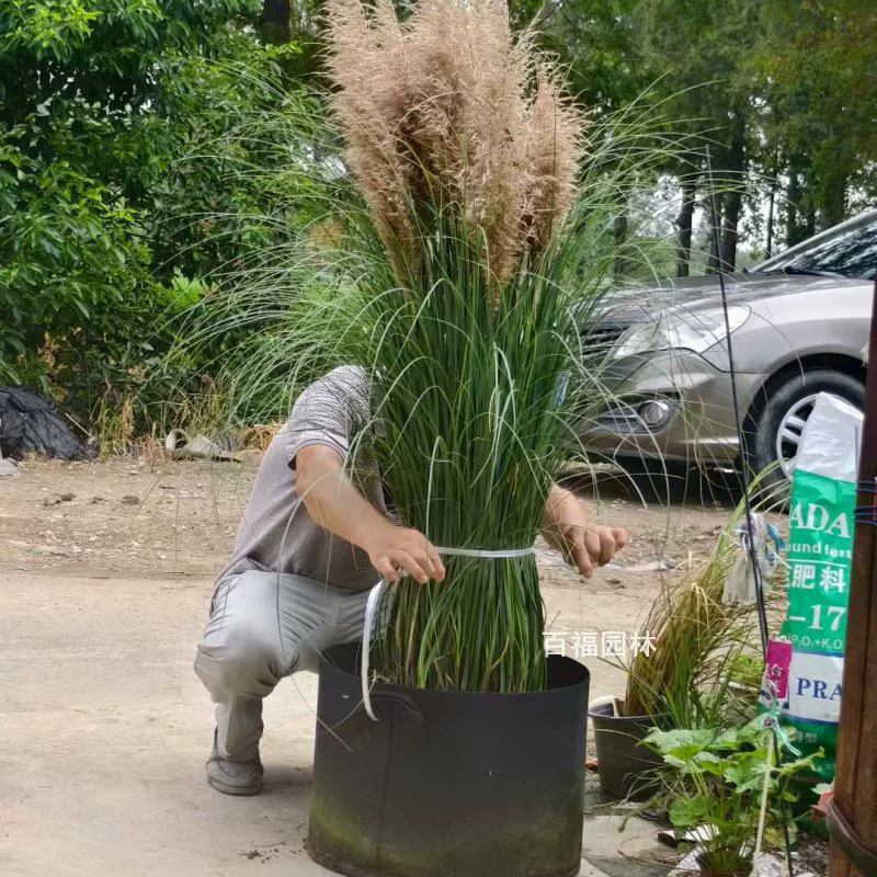 Питомник База Оптовая Карлик Половик Декоративные Травы Многолетние Травы