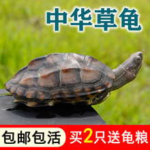 草龟乌龟活物外塘龟龟鳄龟金线宠物小乌龟送龟粮