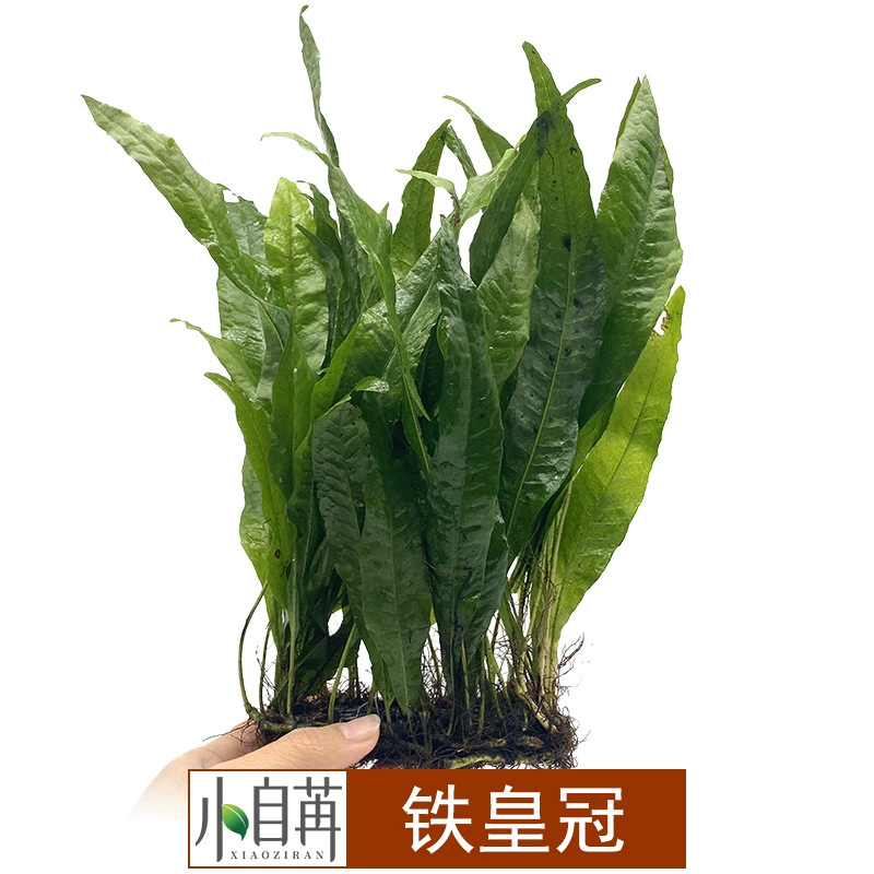 Растение Iron Crown Brown Leaf Net Plant, полусферическое, с крупными листьями, для аквариума, живые аквариумные растения, рекомендуется для акваскейпинга с корягой