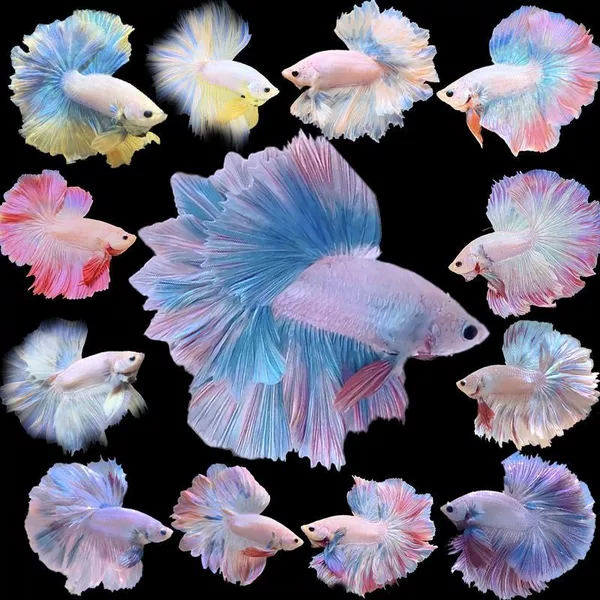 S-class super large tail half-moon male fish-Fantasy