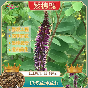 Seeds for Slope Protection Shrubs, Purple-Fruited Locust Grass Seeds, Cotton Locust Forest Grass Seeds, Landscaping Soil-Fixing and Sand-Proof Soil Grass Seeds
