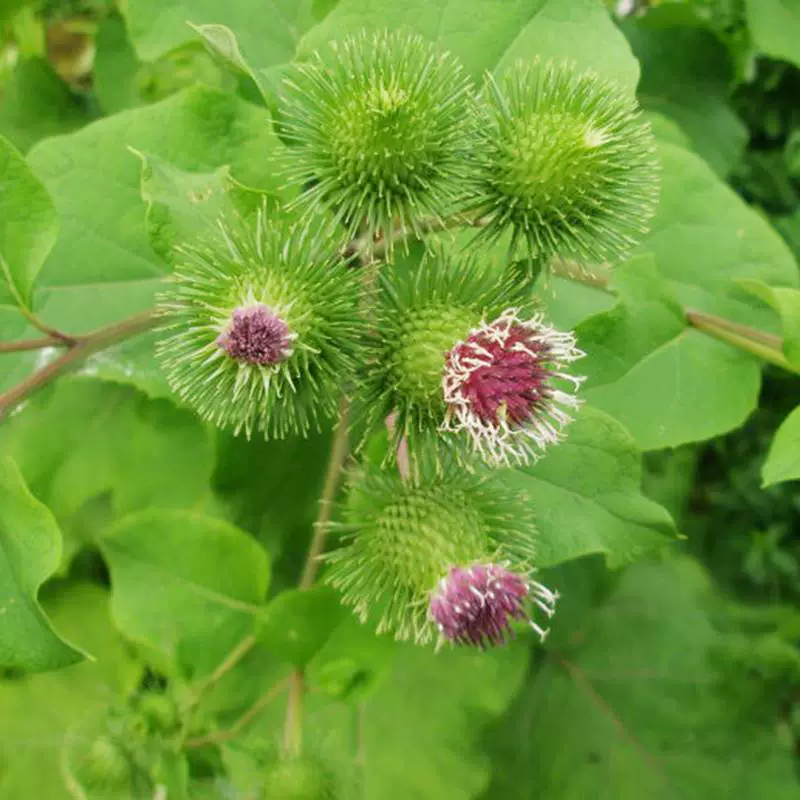 Массовые Семена Fructus Arctii Геракл Arctii Семена женьшеня Arctii Семена