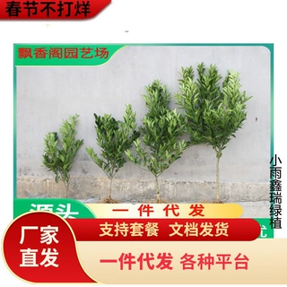 海南青金桔苗新鲜现摘现挖带土带叶发青金橘奶茶店小青桔四季果树