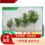 海南四季新鲜金橘金桔苗