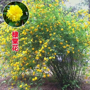 Buddleia Flower Seedlings, Buddleia, Yellow Plum, Golden Buddleia, Double-Petaled Yellow Elm, Courtyard Greening, Hedge Shrubs