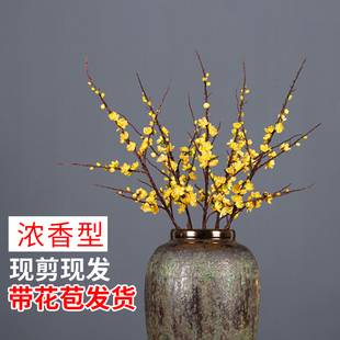 Wintersweet with Buds, Dry Branches, Plain Heart, Wintersweet, Fresh Cut Flowers, Hydroponic Plants, Cold-Resistant, Blooming When Exposed to Water, Strong Fragrance