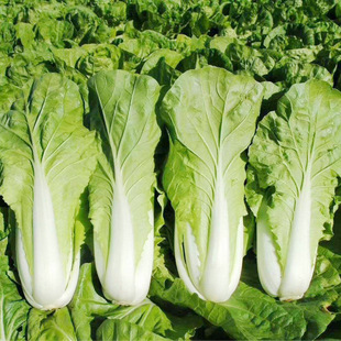 Four Seasons Cream Quick Vegetable Seeds Chinese Cabbage Seeds Seeds Green Vegetables Fast-growing Quick Vegetables Seeds Vegetable Seeds