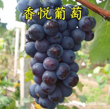 �㐂ꖹ�ʮ��������ͥԺ���ԟo���ĺ��{��ʯ���������Ե���