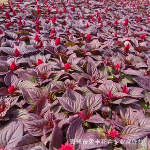 �u�ڻ����� ���ݻ������o�t �r��ݻ� һ֧�P�ݻ������Gֲ