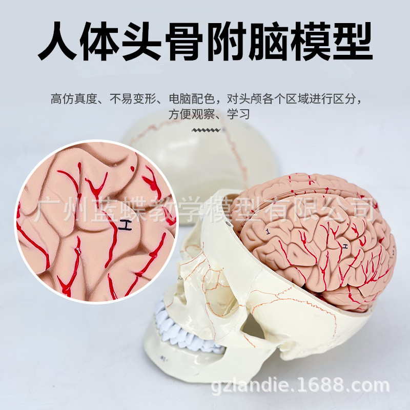 �Ƿ���ͷ�Ǹ���ģ�� ����ͷ­�� ����ģ�� �񾭿�­�Խ��� ͷ��