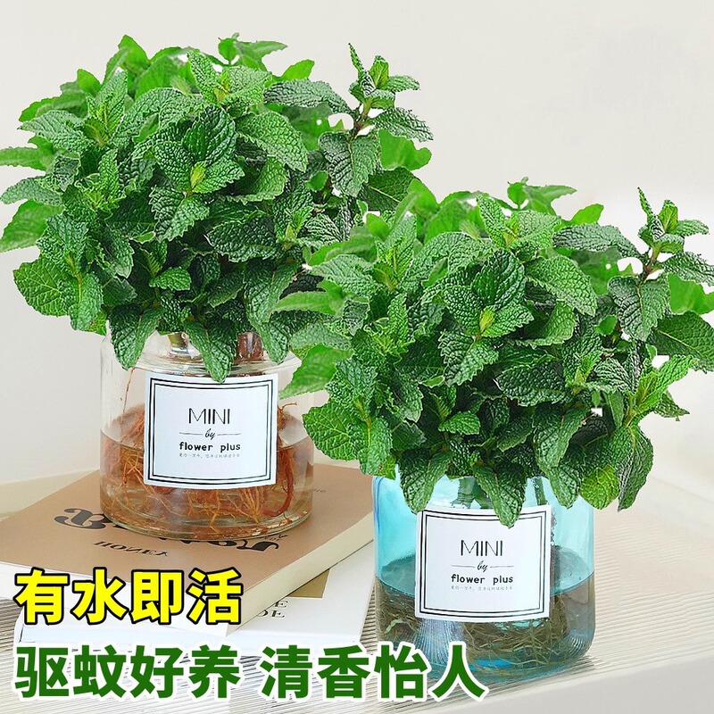 Mint Potted Hydroponic Plants Edible Indoor Lemon Mint Leaves Rosemary Mosquito Repellent Easy to Grow Balcony Green Plants