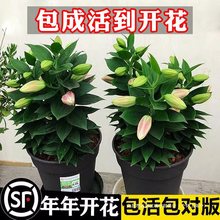 进口香水百合花种球盆栽花卉绿植物室内好养活四季开花苗易活花种