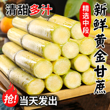 ��������S��������rˮ�������ж��SƤ�����֭���l����һ�����l