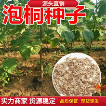 泡桐树种子轻型木质木材树木白花大果泡桐空桐树工程绿化新采种籽