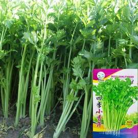 四季小香芹种子小芹菜籽农家菜园春季四季播盆栽阳台庭院蔬菜种孑