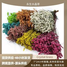 永生水晶草保鲜花客厅家居场景装饰 DIY手工压花浮游瓶材料批发