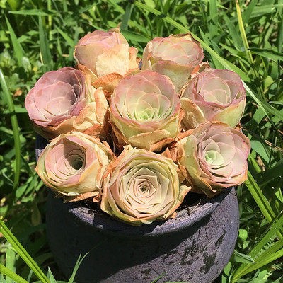 장미 선물 상자(화분과 함께 배송되는 나무 7그루)(여름 핑크, 현재 그린)