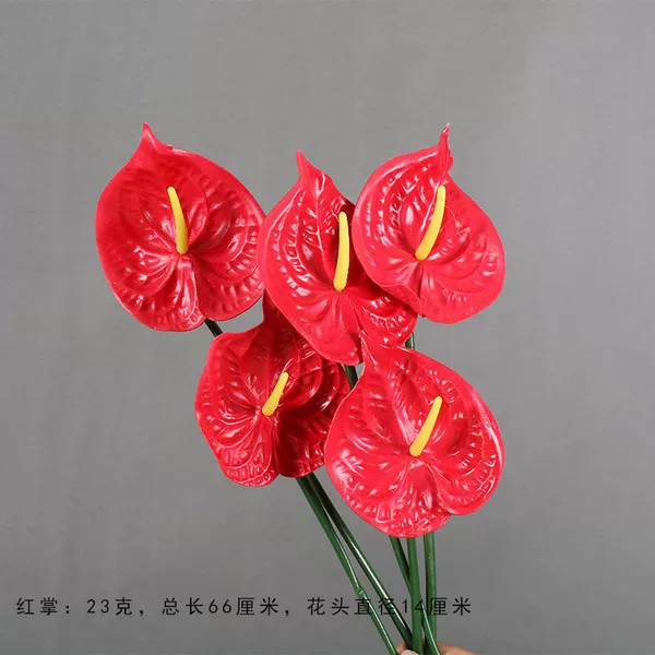 Anthurium